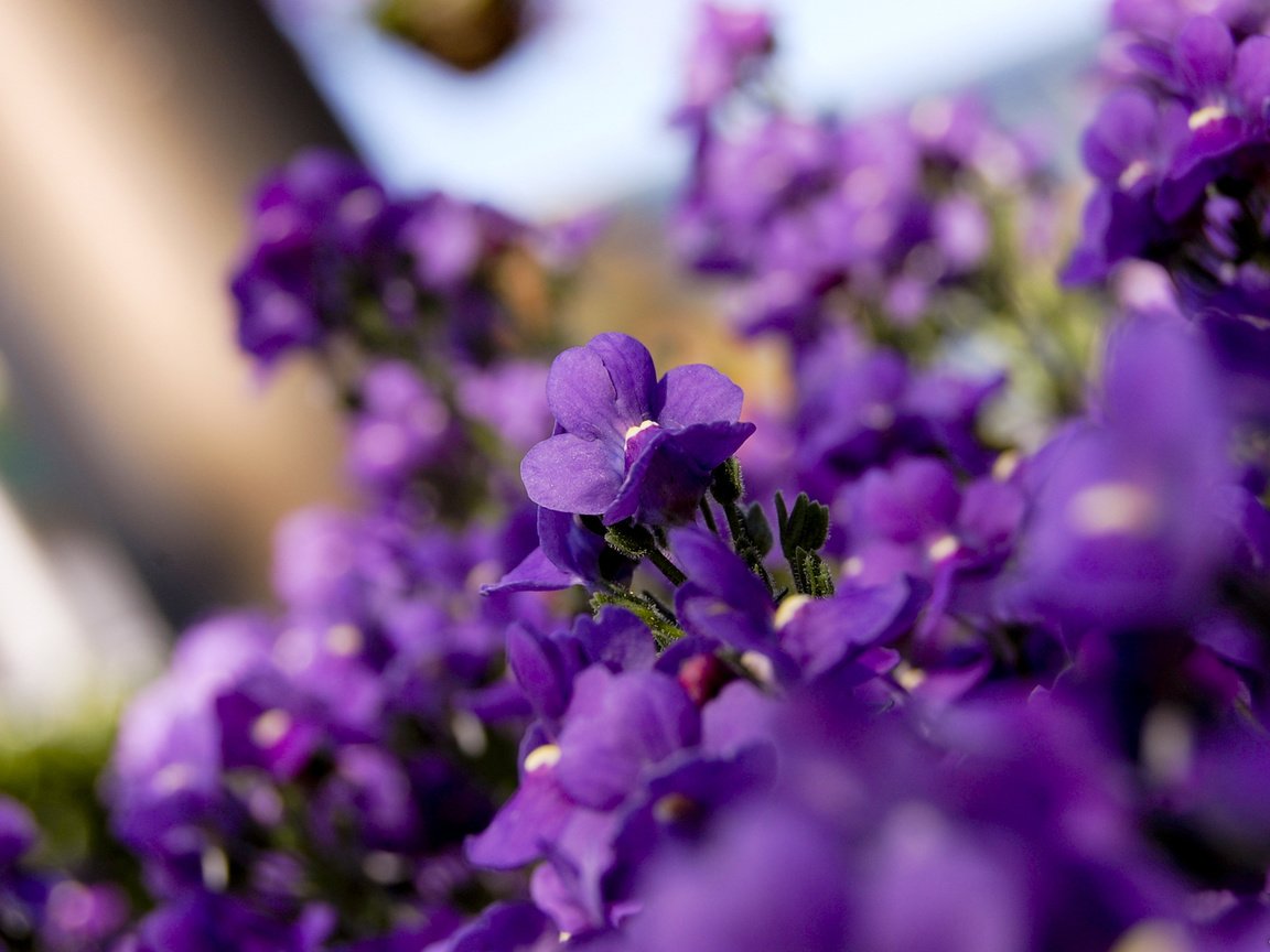 Обои цветы, лепестки, фиолетовые, фиалки, flowers, petals, purple, violet разрешение 1920x1200 Загрузить
