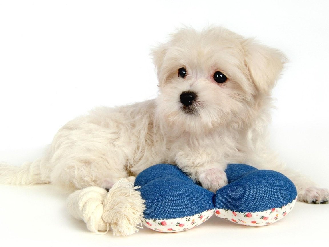 Обои белый, щенок, красивый, white, puppy, beautiful разрешение 1920x1200 Загрузить