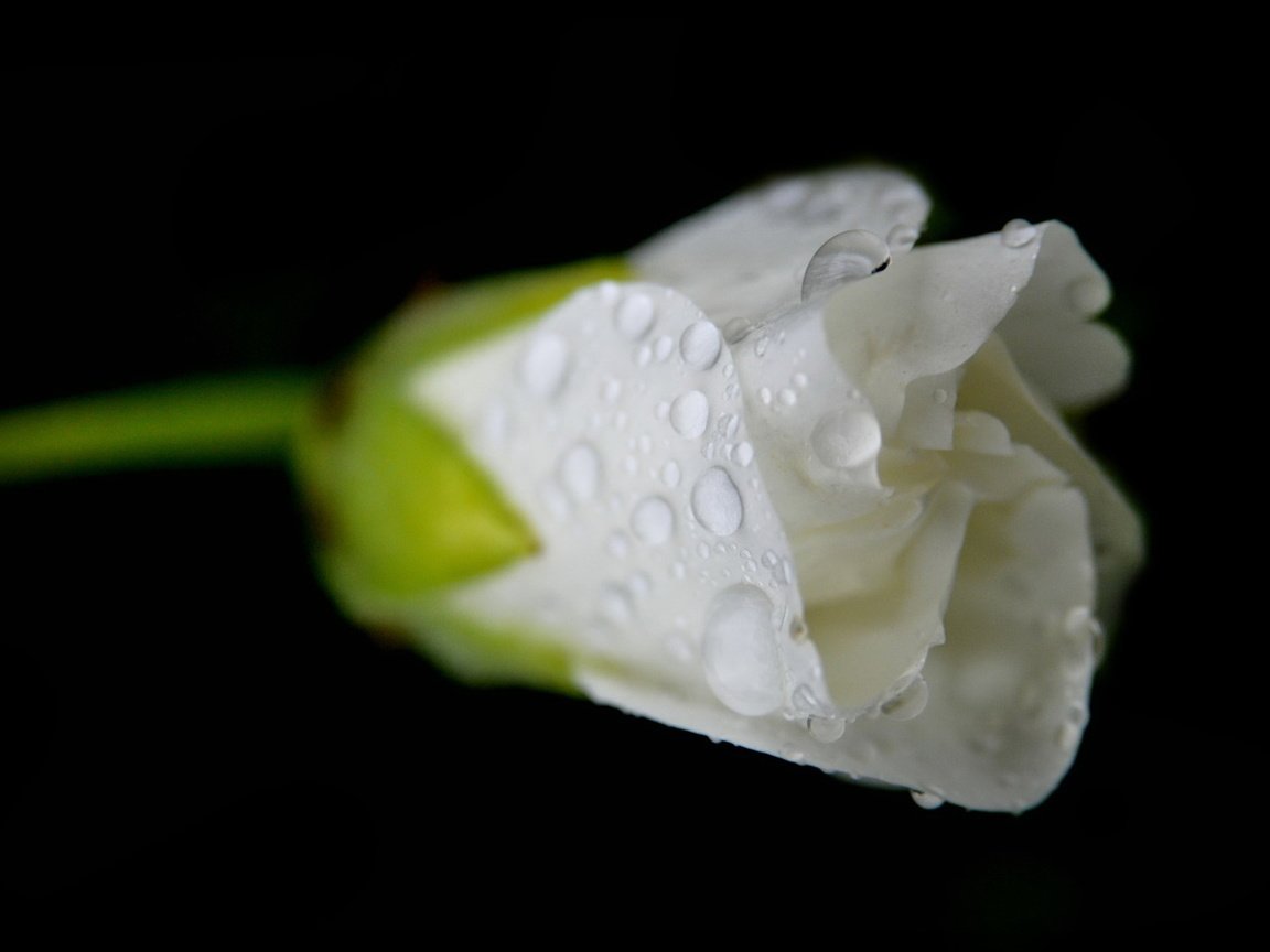 Обои цветок, роза, бутон, черный фон, белая, капли воды, flower, rose, bud, black background, white, water drops разрешение 1920x1200 Загрузить