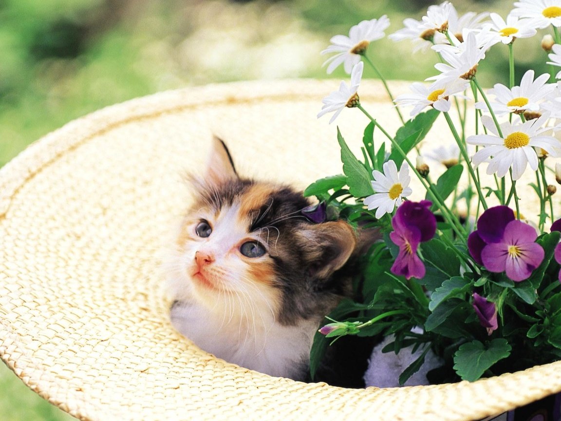 Обои цветы, кошка, котенок, шляпа, котенок в клумбе, flowers, cat, kitty, hat, kitty in the flower bed разрешение 1920x1200 Загрузить