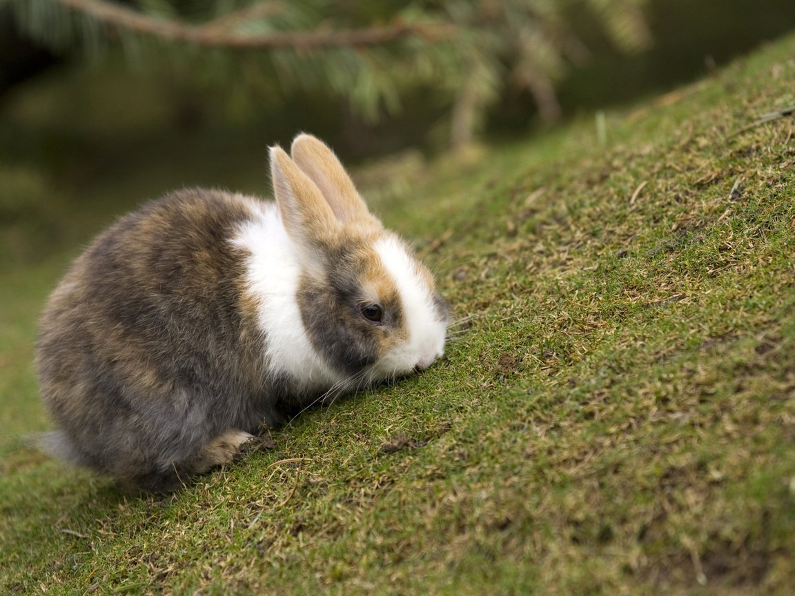 Обои трава, кролик, расцветка, резкость, grass, rabbit, colors, sharpness разрешение 1920x1200 Загрузить