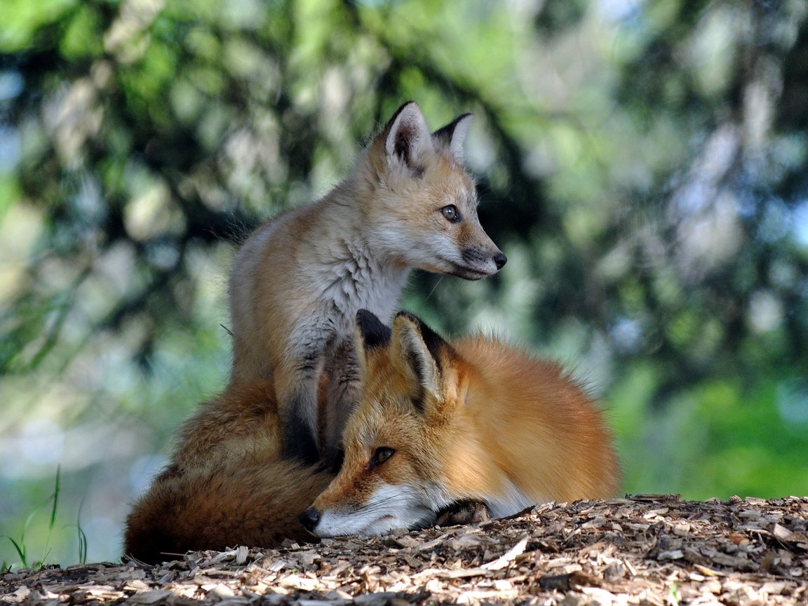 Обои природа, лес, лето, лиса, лисица, лисенок, лисы, nature, forest, summer, fox разрешение 2560x1600 Загрузить