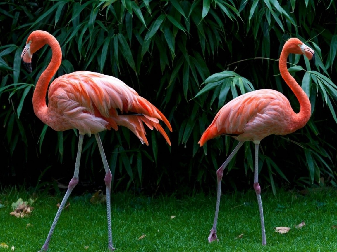 Обои трава, зелень, листья, фламинго, птицы, перья, розовые фламинго, grass, greens, leaves, flamingo, birds, feathers, pink flamingos разрешение 1920x1200 Загрузить