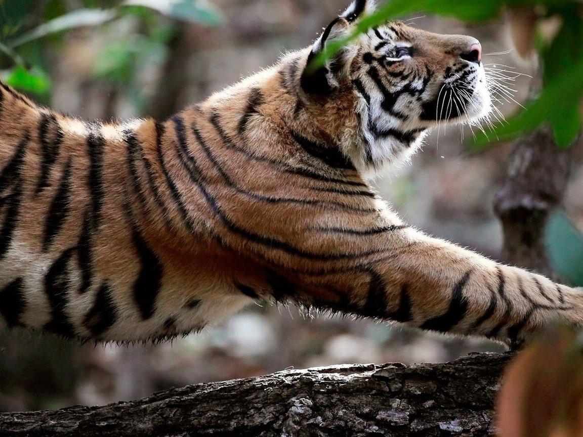 Обои тигр, природа, хищник, большая кошка, утренняя разминка, tiger, nature, predator, big cat, morning warm-up разрешение 1920x1200 Загрузить