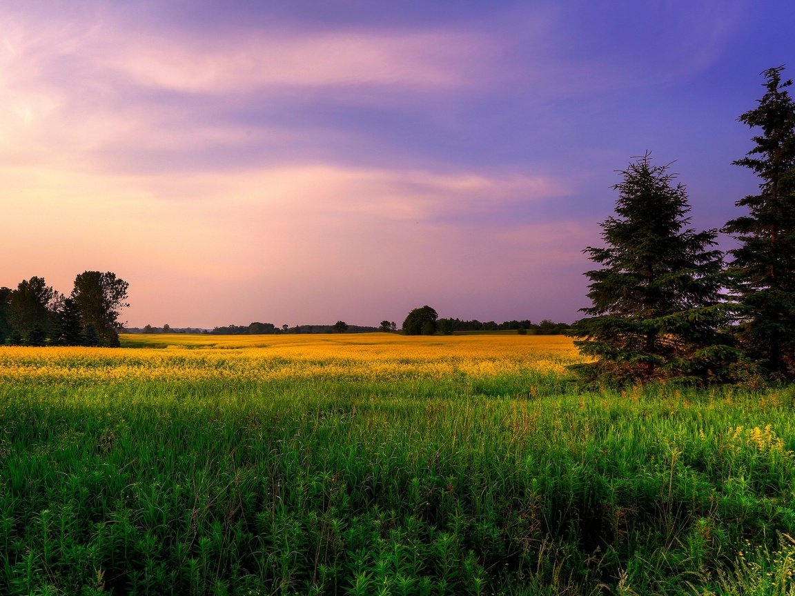 Обои небо, цветы, трава, деревья, природа, закат, поле, ели, the sky, flowers, grass, trees, nature, sunset, field, ate разрешение 2560x1600 Загрузить