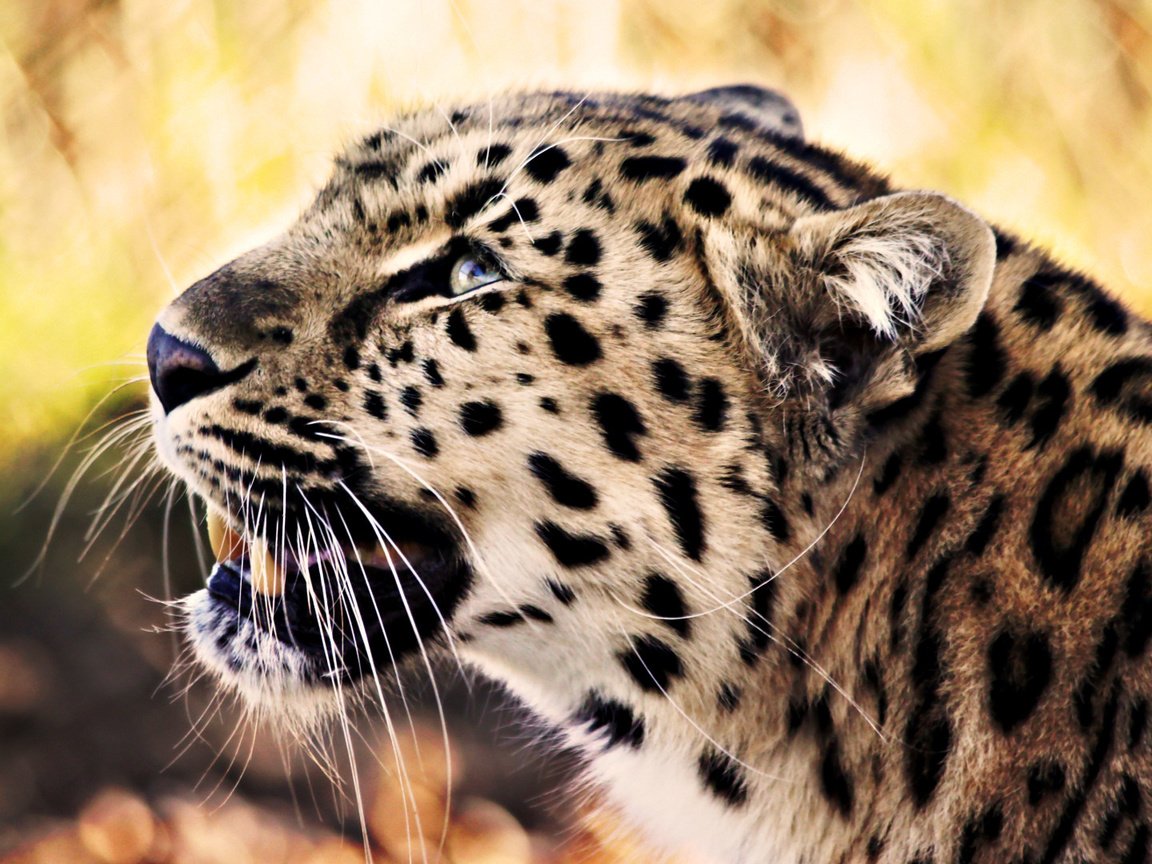 Обои морда, усы, взгляд, леопард, хищник, face, mustache, look, leopard, predator разрешение 1920x1080 Загрузить