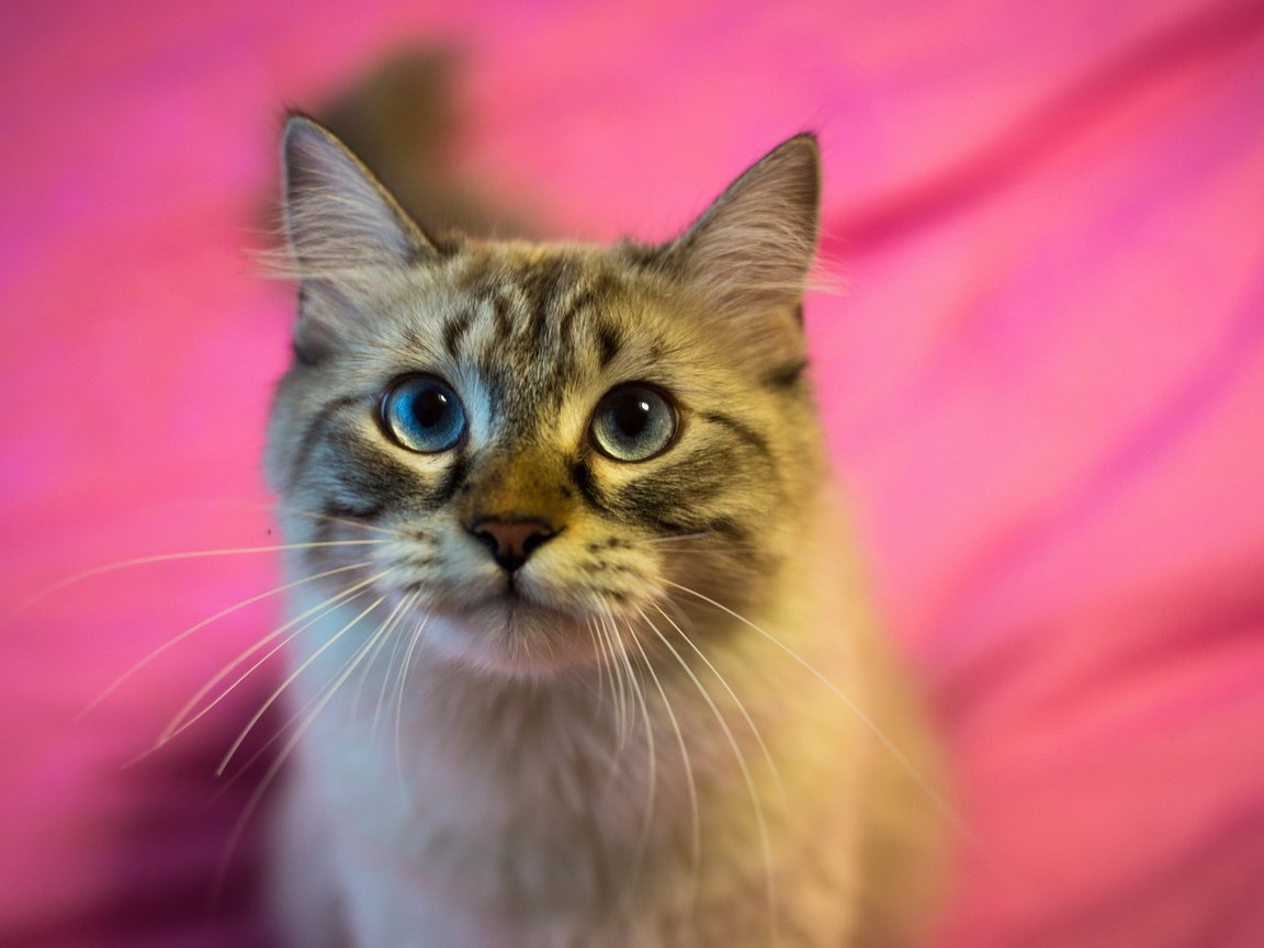 Обои фон, кот, кошка, взгляд, полосатый, пушистая, background, cat, look, striped, fluffy разрешение 1920x1200 Загрузить