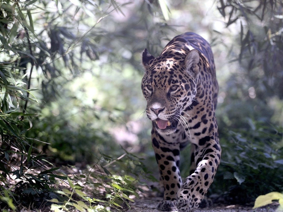 Обои природа, хищник, ягуар, дикая кошка, nature, predator, jaguar, wild cat разрешение 2048x1332 Загрузить