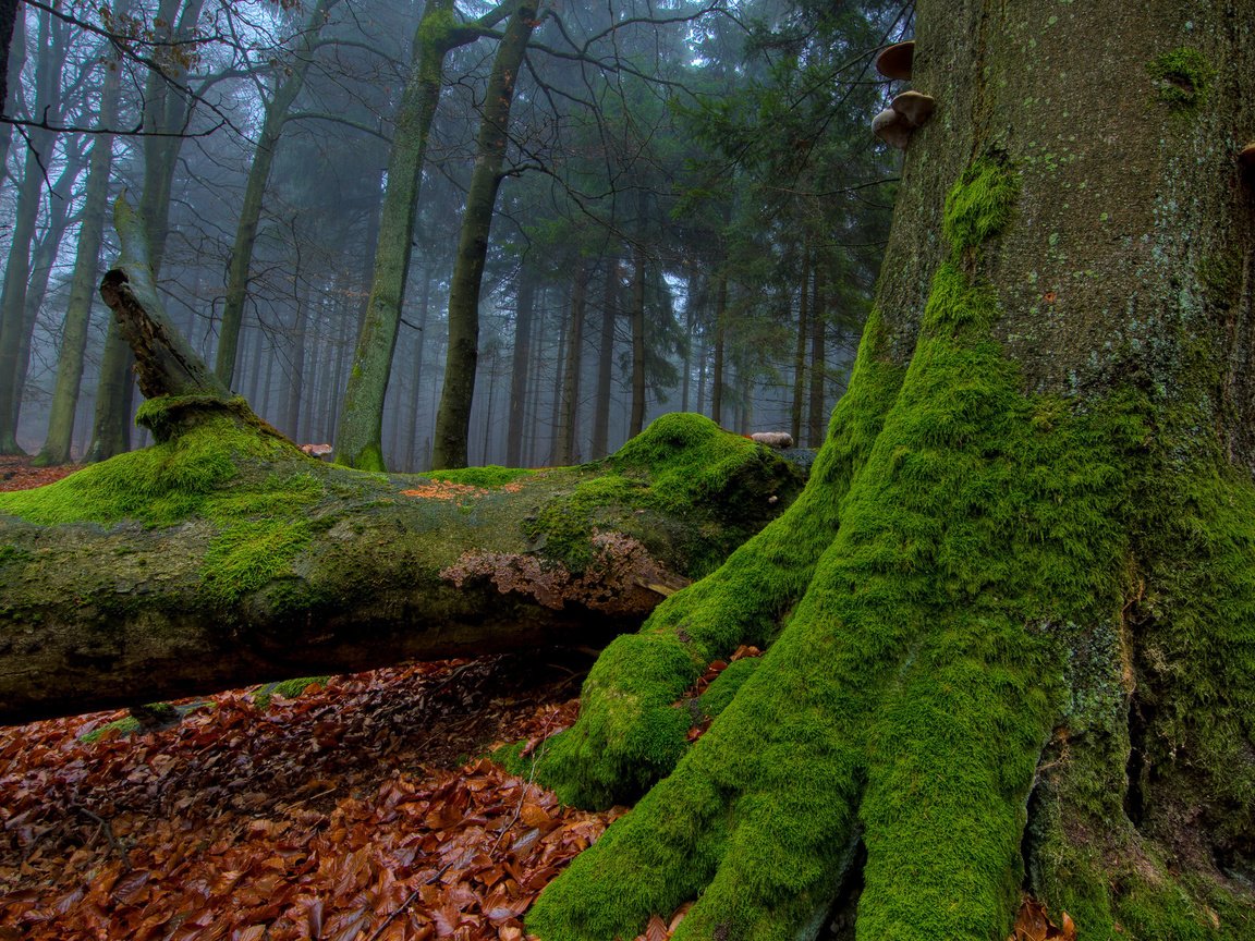 Обои деревья, лес, стволы, листва, осень, грибы, мох, trees, forest, trunks, foliage, autumn, mushrooms, moss разрешение 2560x1440 Загрузить