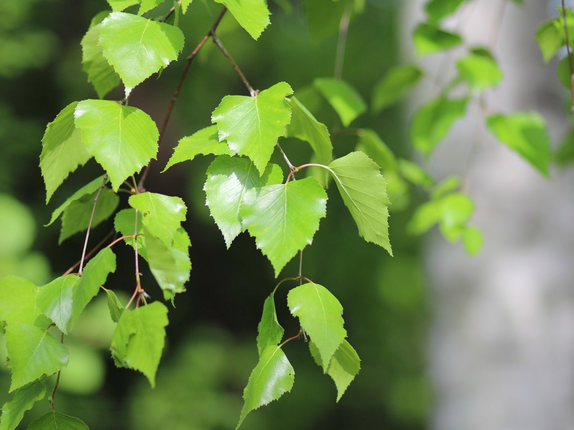 Обои природа, листья, макро, ветки, береза, nature, leaves, macro, branches, birch разрешение 2880x1800 Загрузить