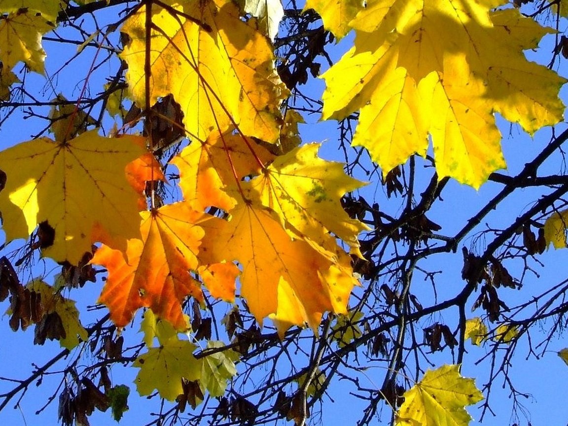 Обои небо, листья, осень, синева, the sky, leaves, autumn, blue разрешение 1920x1200 Загрузить