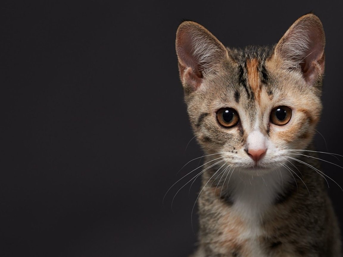 Обои фон, кот, мордочка, котенок, background, cat, muzzle, kitty разрешение 2000x1125 Загрузить