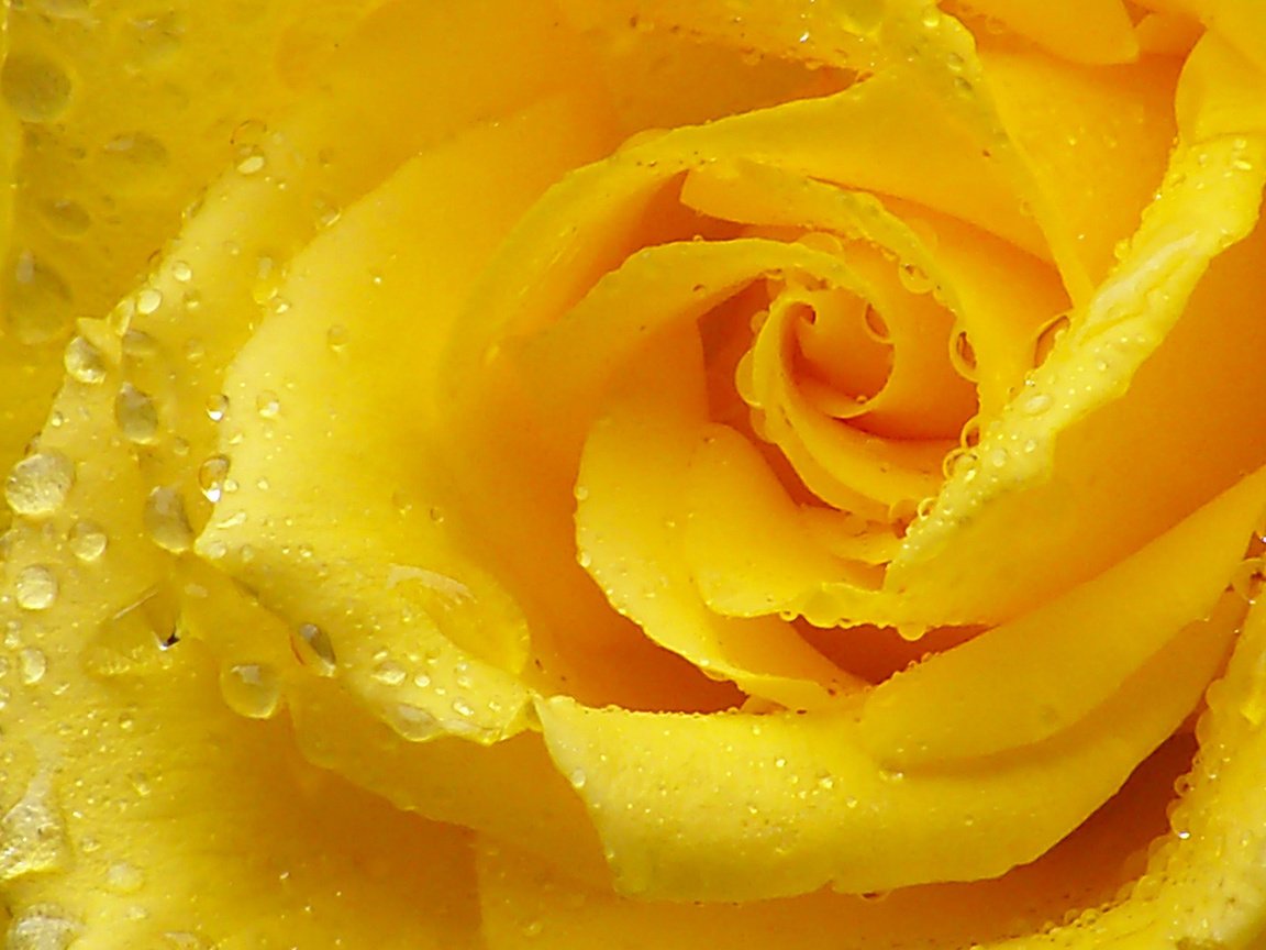Обои макро, капли, роза, лепестки, желтая роза, macro, drops, rose, petals, yellow rose разрешение 1920x1080 Загрузить