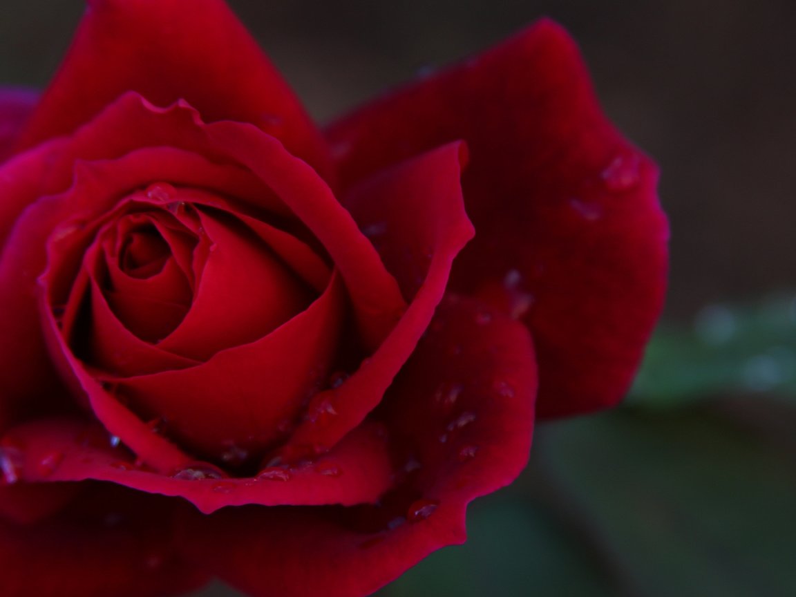 Обои цветок, роза, яркая., flower, rose, bright. разрешение 1920x1200 Загрузить