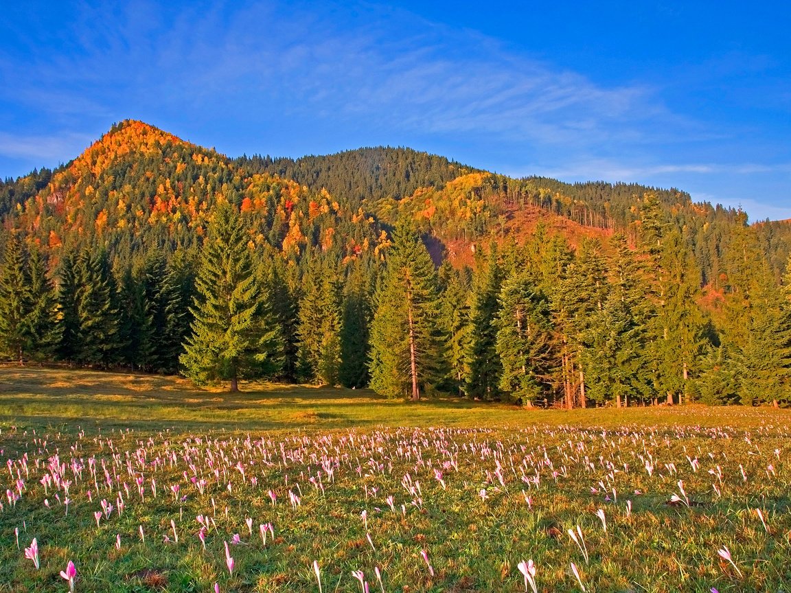 Обои небо, цветы, деревья, горы, лес, луг, румыния, the sky, flowers, trees, mountains, forest, meadow, romania разрешение 3000x2000 Загрузить