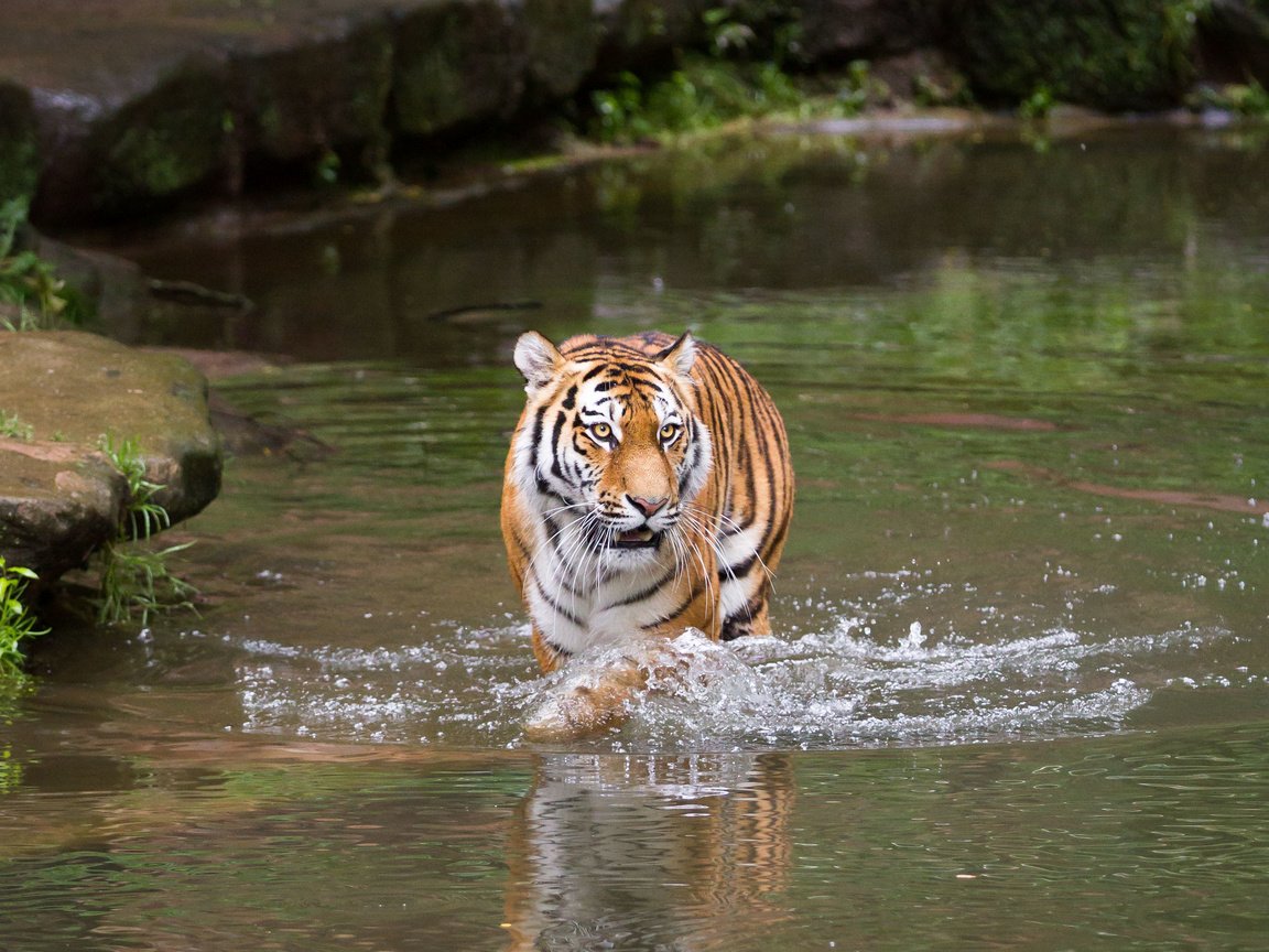 Обои тигр, река, хищник, tiger, river, predator разрешение 3456x2304 Загрузить