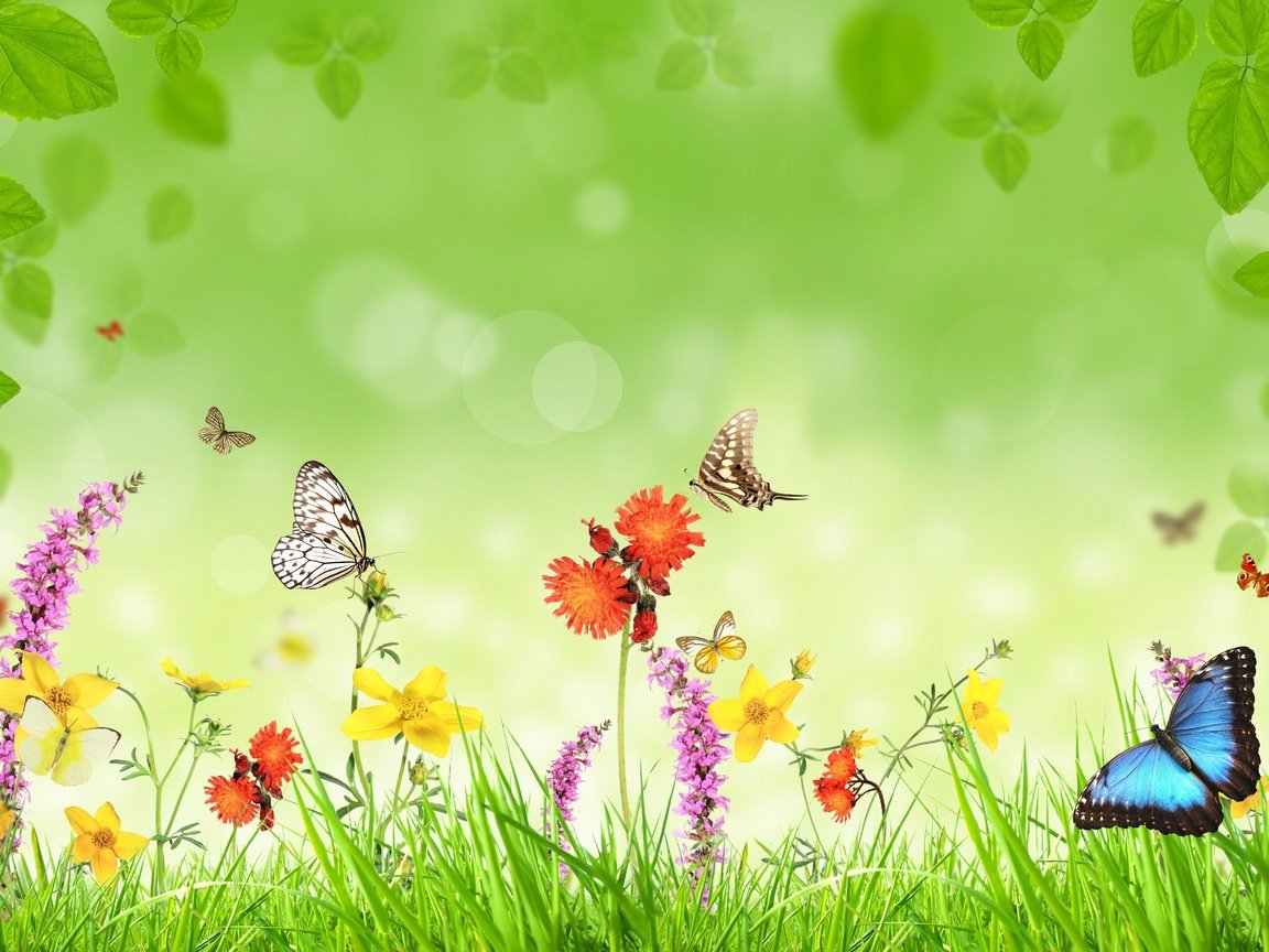 Обои цветы, трава, фон, бабочки, flowers, grass, background, butterfly разрешение 5000x3517 Загрузить