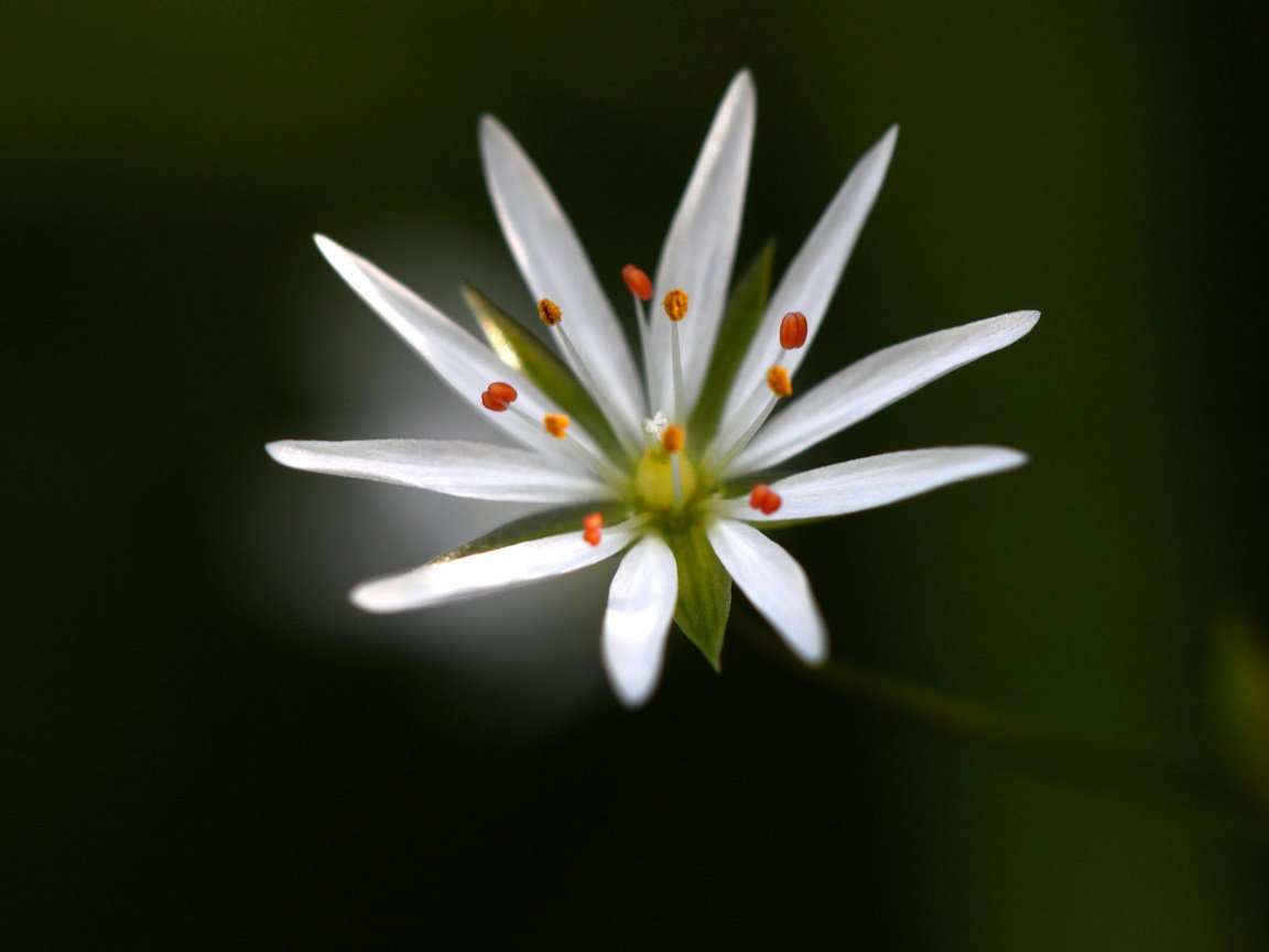 Обои макро, фон, цветок, белый, звездчатка, macro, background, flower, white, stellaria разрешение 2048x1365 Загрузить