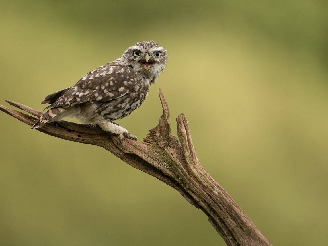 Обои сова, природа, птица, сыч, домовой сыч, owl, nature, bird, little owl разрешение 2047x1236 Загрузить