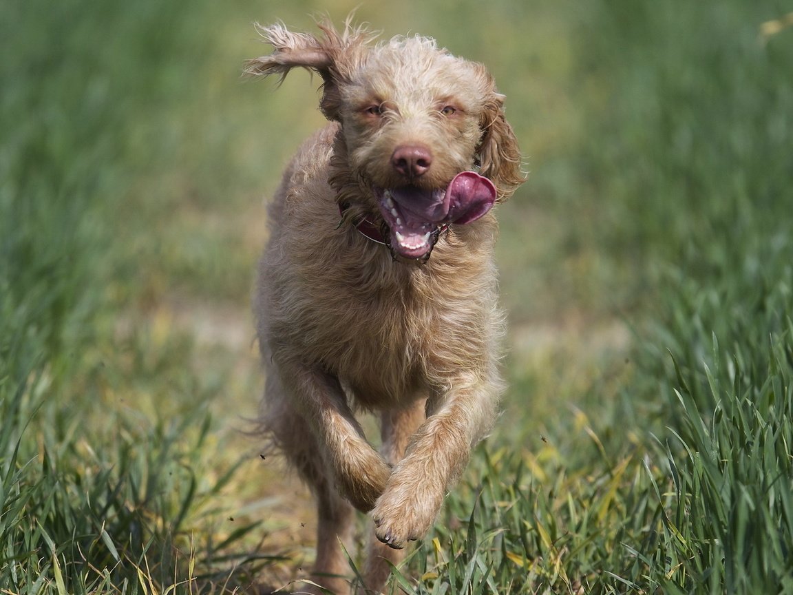 Обои природа, бег, ирландский волкодав, nature, running, the irish wolfhound разрешение 1920x1200 Загрузить