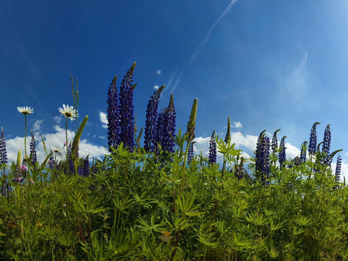 Обои небо, цветы, трава, облака, природа, ромашки, люпины, the sky, flowers, grass, clouds, nature, chamomile, lupins разрешение 2560x1588 Загрузить