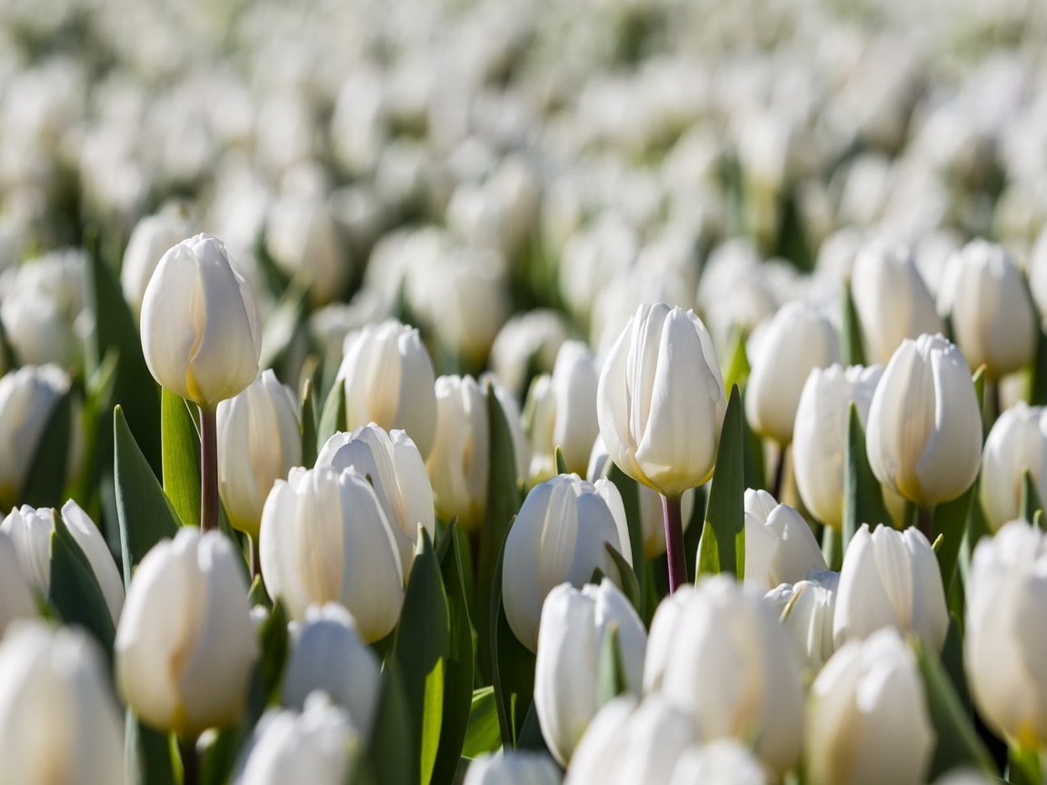 Обои цветы, природа, весна, тюльпаны, белые, flowers, nature, spring, tulips, white разрешение 1920x1200 Загрузить