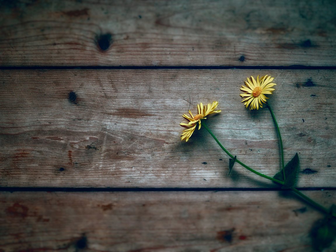 Обои цветы, дерево, фон, ромашки, желтые, flowers, tree, background, chamomile, yellow разрешение 2048x1365 Загрузить