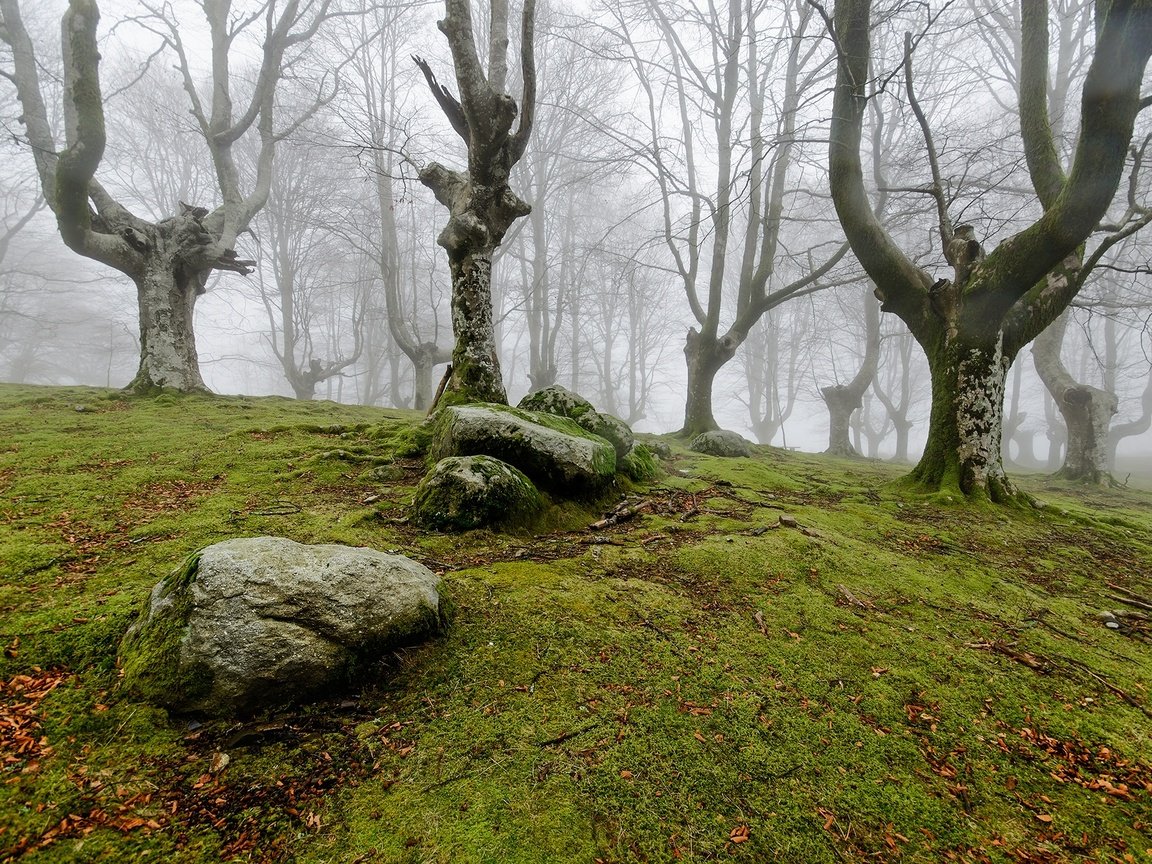 Обои деревья, природа, камни, лес, туман, мох, trees, nature, stones, forest, fog, moss разрешение 2000x1325 Загрузить