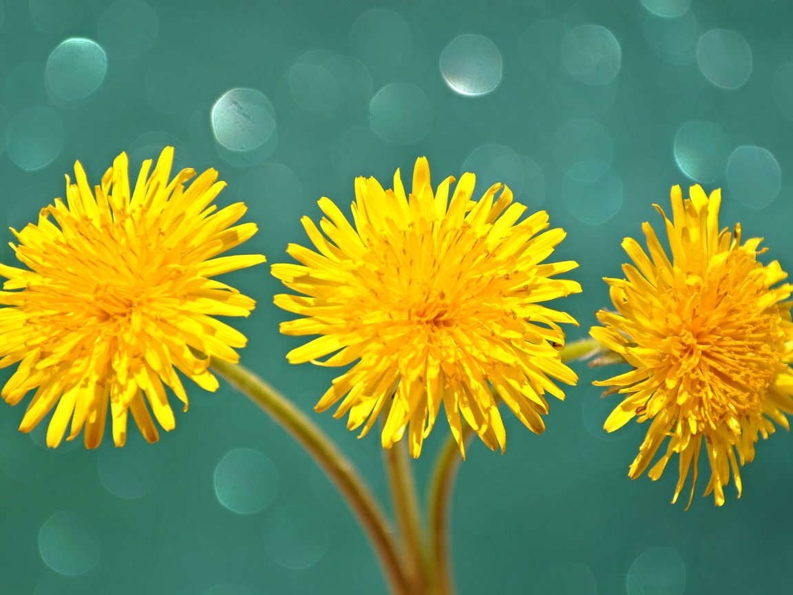 Обои цветы, макро, лепестки, одуванчики, стебель, желтые, flowers, macro, petals, dandelions, stem, yellow разрешение 2048x1374 Загрузить