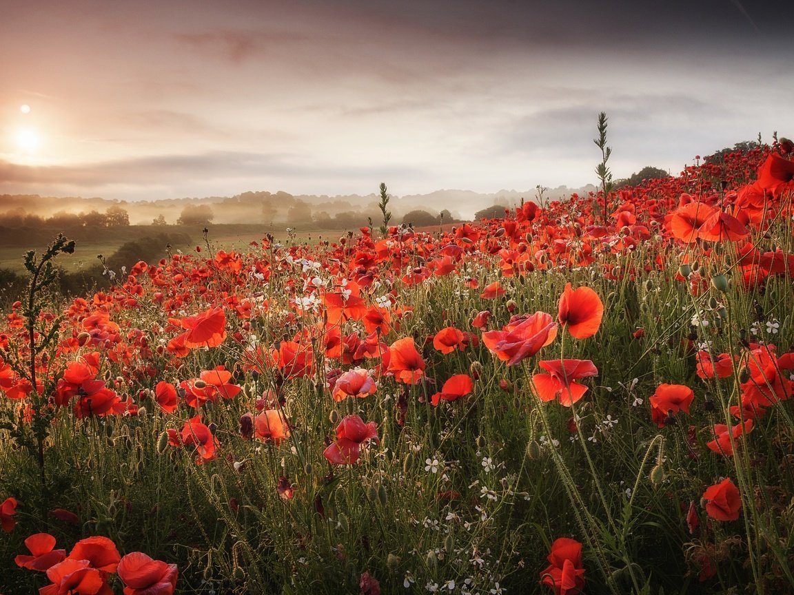 Обои цветы, облака, холмы, поле, маки, луг, flowers, clouds, hills, field, maki, meadow разрешение 2048x1365 Загрузить