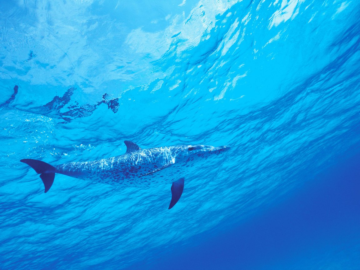Обои вода, море, дельфин, подводный мир, water, sea, dolphin, underwater world разрешение 5110x3420 Загрузить