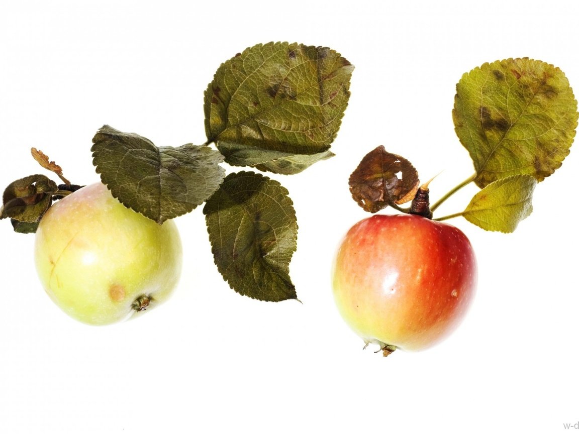 Обои фрукты, яблоки, белый фон, листики, спелые, fruit, apples, white background, leaves, ripe разрешение 1920x1280 Загрузить