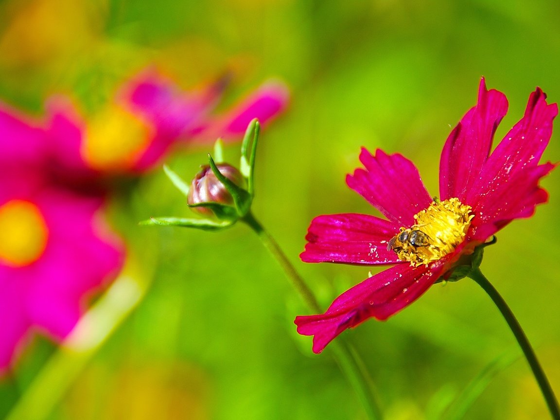 Обои цветы, насекомое, лепестки, растение, пчела, flowers, insect, petals, plant, bee разрешение 2048x1371 Загрузить