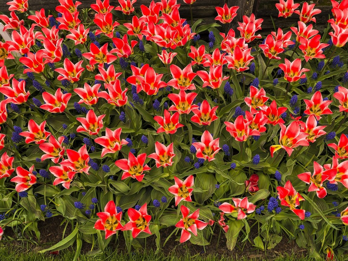 Обои лепестки, сад, весна, тюльпаны, клумба, petals, garden, spring, tulips, flowerbed разрешение 2048x1367 Загрузить