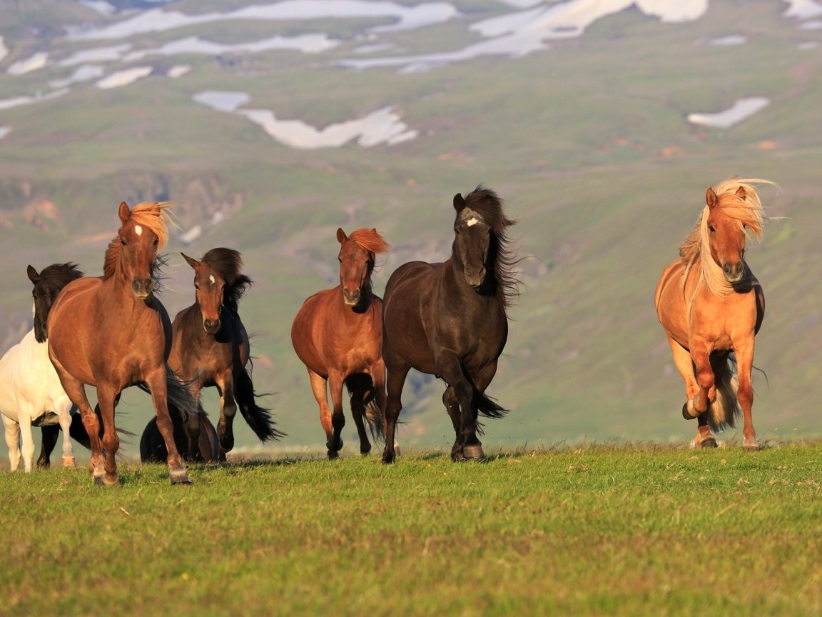 Обои лошади, кони, исландия, horse, horses, iceland разрешение 2880x1801 Загрузить