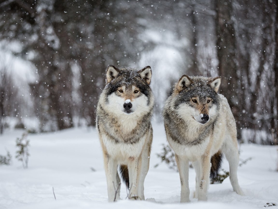 Обои снег, природа, волки, snow, nature, wolves разрешение 2560x1600 Загрузить