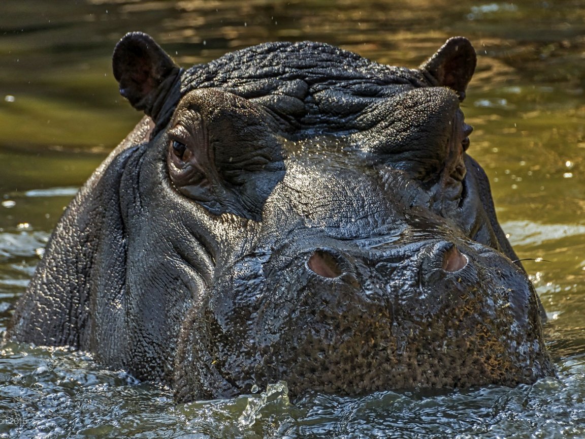 Обои морда, вода, взгляд, юар, бегемот, hippopotamus, johannesburg zoo, гиппопотам, face, water, look, south africa, hippo разрешение 2560x1600 Загрузить