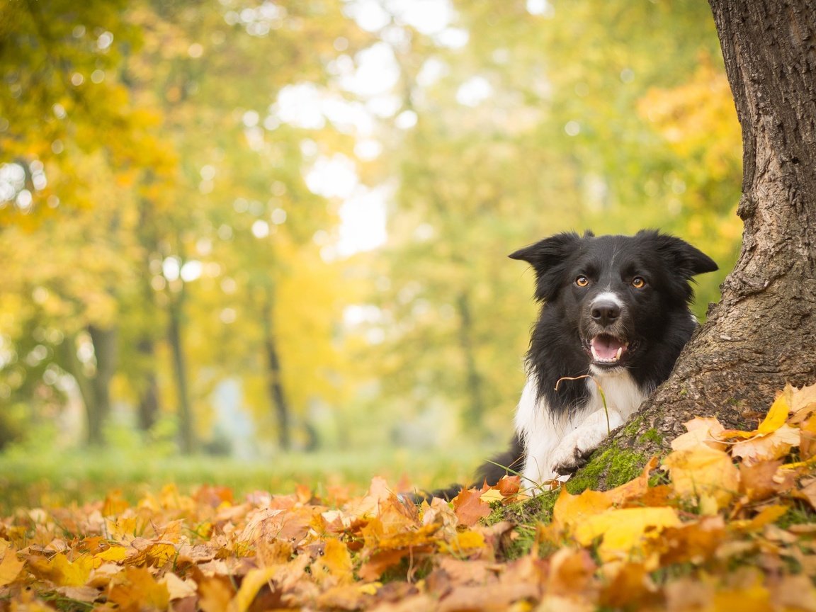 Обои дерево, листья, осень, собака, бордер-колли, tree, leaves, autumn, dog, the border collie разрешение 4272x2639 Загрузить