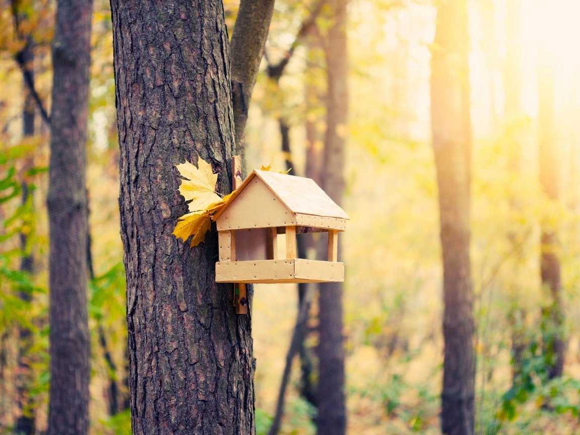 Обои лес, осень, домик для птиц, forest, autumn, house for birds разрешение 2508x1672 Загрузить