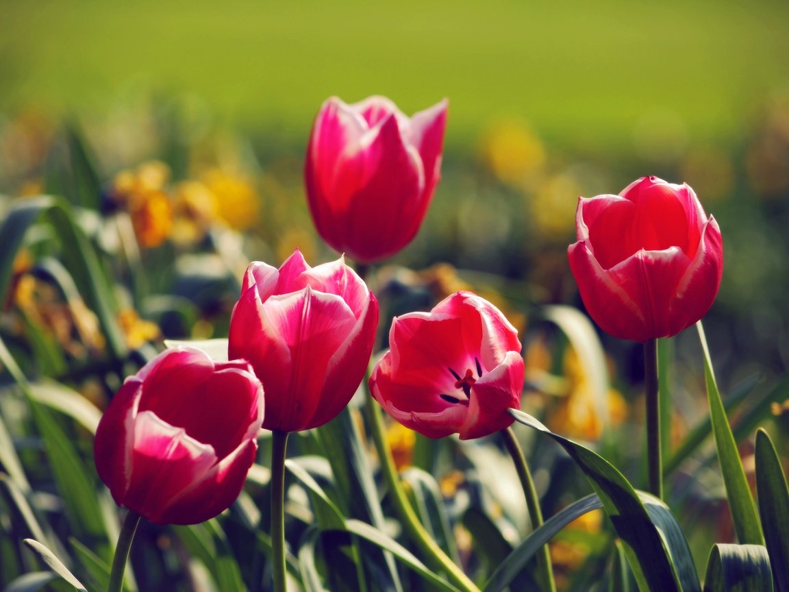 Обои цветы, природа, весна, тюльпаны, flowers, nature, spring, tulips разрешение 3872x2592 Загрузить