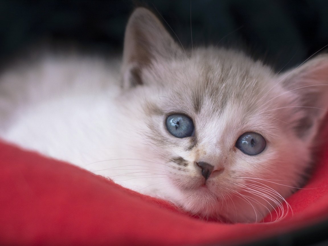 Обои мордочка, взгляд, котенок, голубые глаза, muzzle, look, kitty, blue eyes разрешение 2048x1325 Загрузить