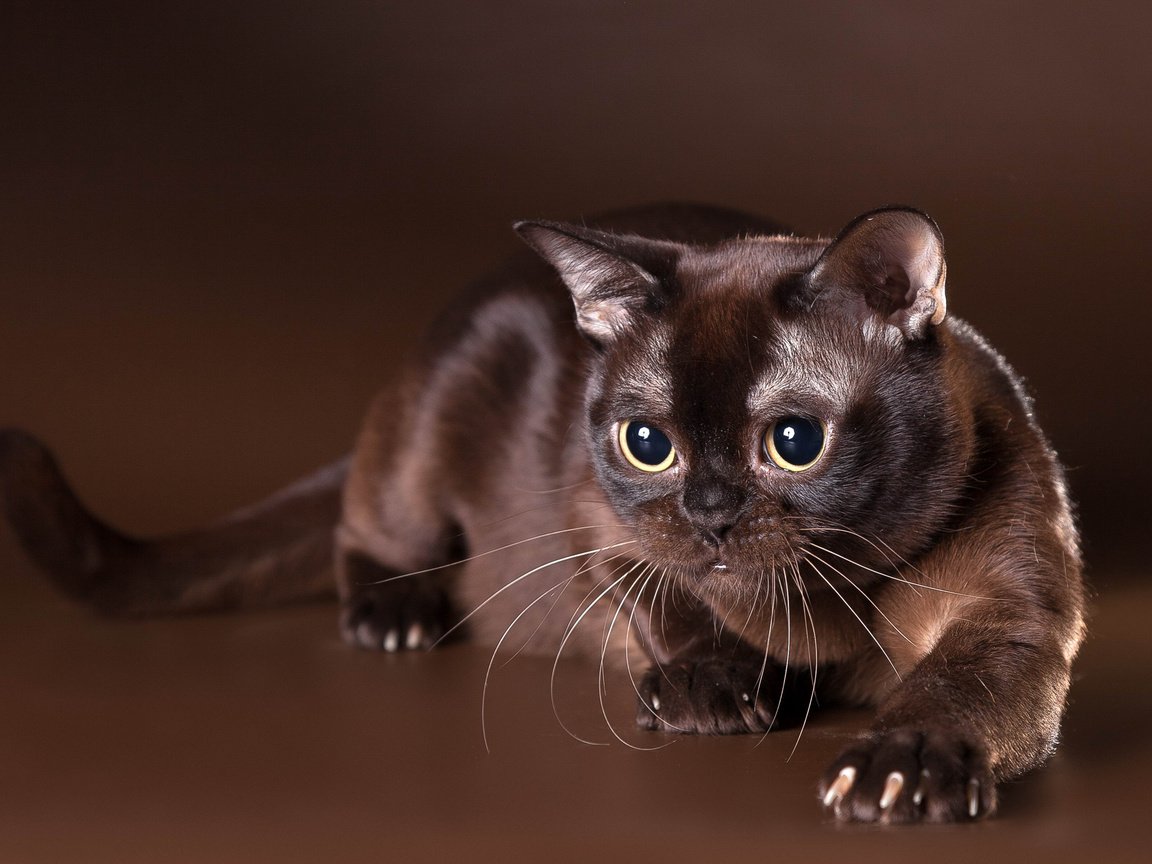 Обои взгляд, бурма, бурманская кошка, шоколадный окрас, look, burma, the burmese, chocolate color разрешение 2560x1706 Загрузить