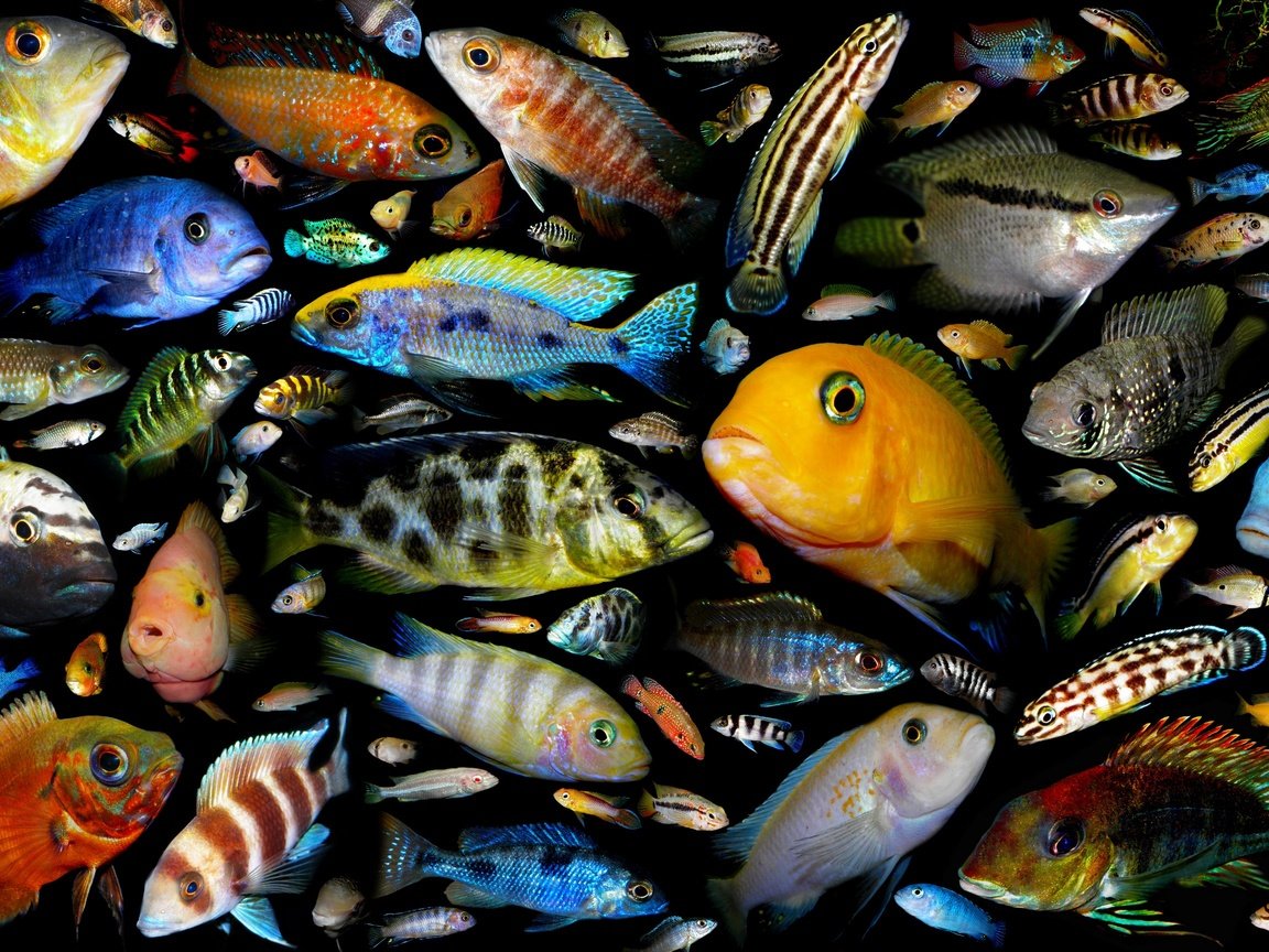 Обои рыбки, рыбы, постер, аквариумные рыбки, семейство цихлидовых, fish, poster, aquarium fish, family taledovich разрешение 2880x1728 Загрузить