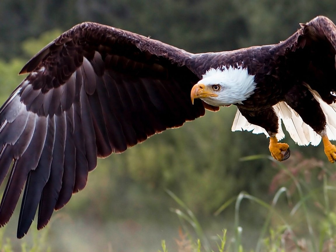 Обои природа, крылья, хищник, птица, белоголовый орлан, хищная птица, nature, wings, predator, bird, bald eagle, bird of prey разрешение 1921x1080 Загрузить