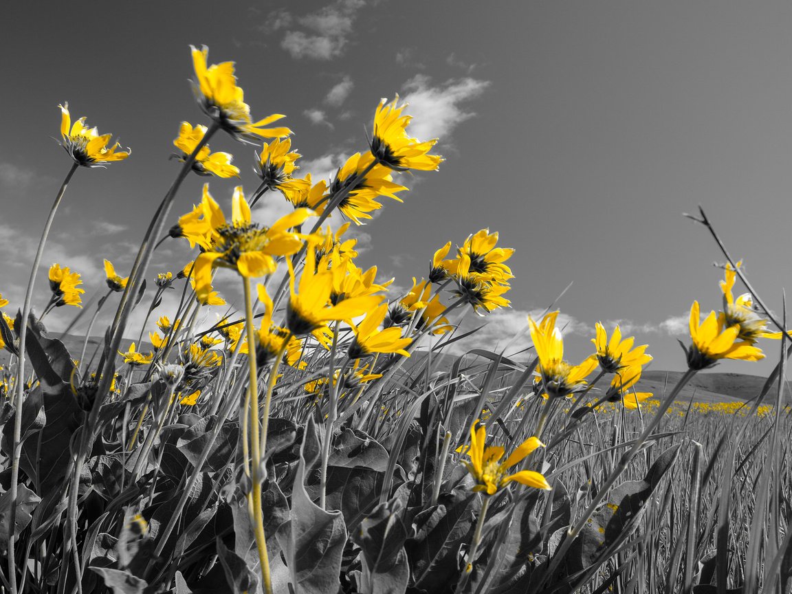 Обои небо, цветы, поле, луг, the sky, flowers, field, meadow разрешение 2048x1365 Загрузить