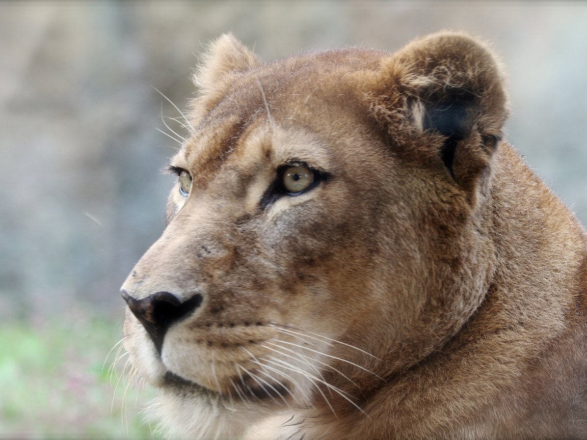 Обои фон, хищник, профиль, лев, львица, background, predator, profile, leo, lioness разрешение 2048x1365 Загрузить