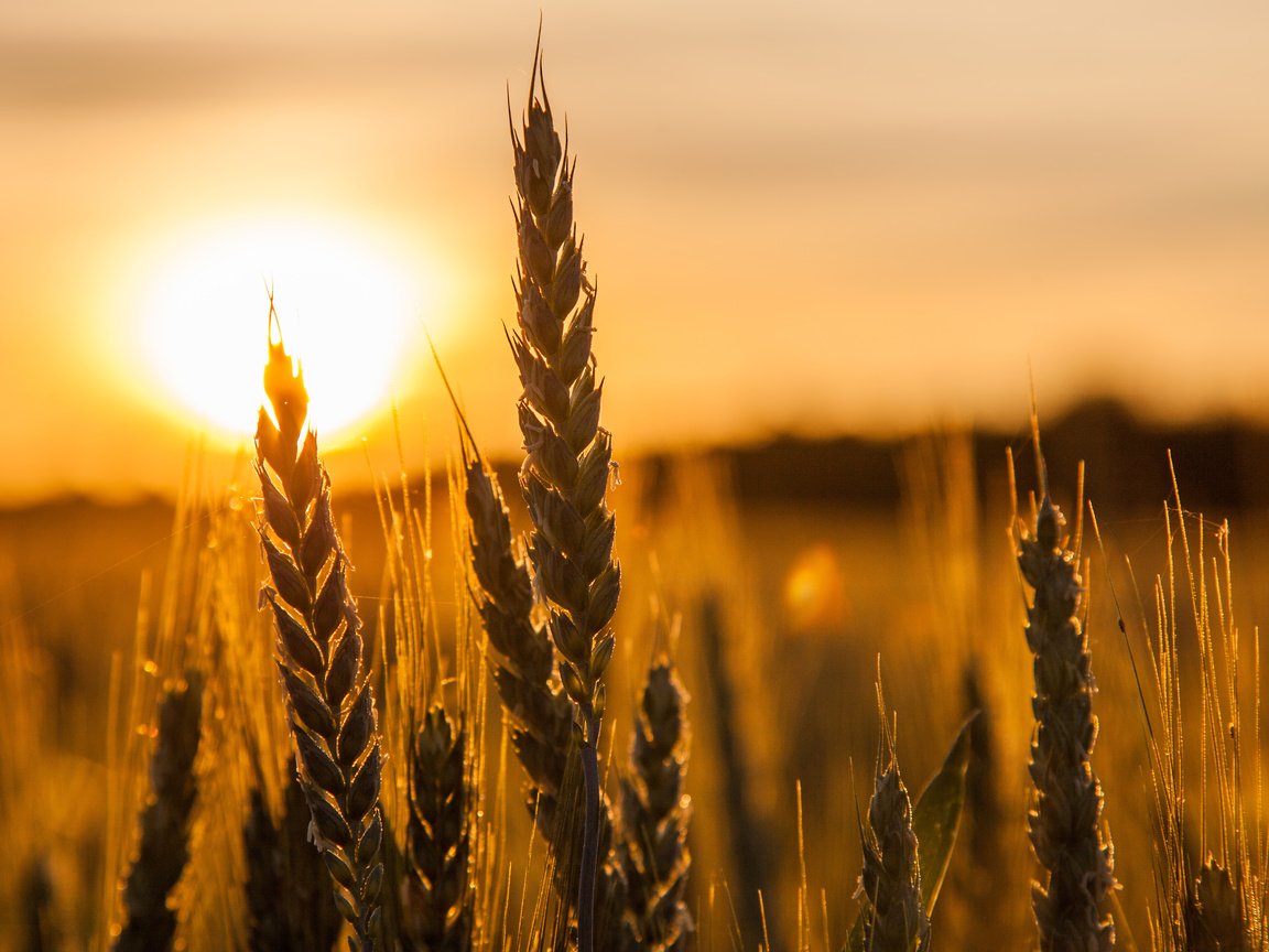 Обои солнце, природа, макро, поле, колосья, пшеница, the sun, nature, macro, field, ears, wheat разрешение 5033x3256 Загрузить