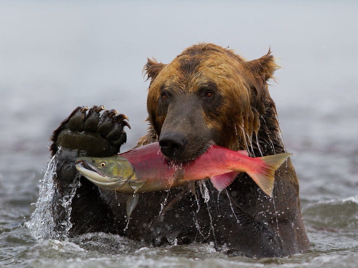 Обои вода, медведь, камчатка, рыба, гризли, улов, нерка, water, bear, kamchatka, fish, grizzly, catch, sockeye разрешение 1920x1200 Загрузить