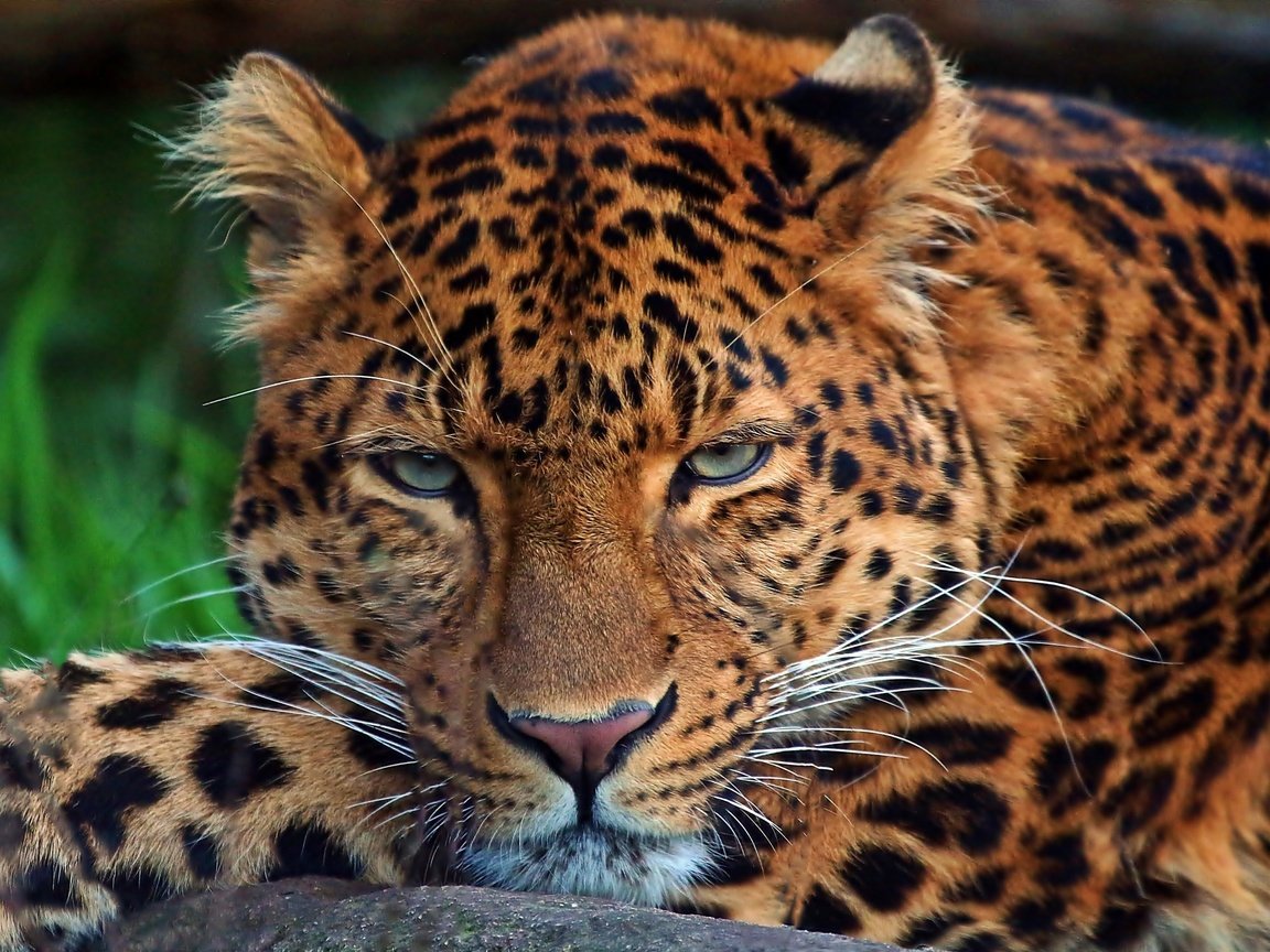 Обои леопард, хищник, дикая кошка, leopard, predator, wild cat разрешение 2048x1469 Загрузить