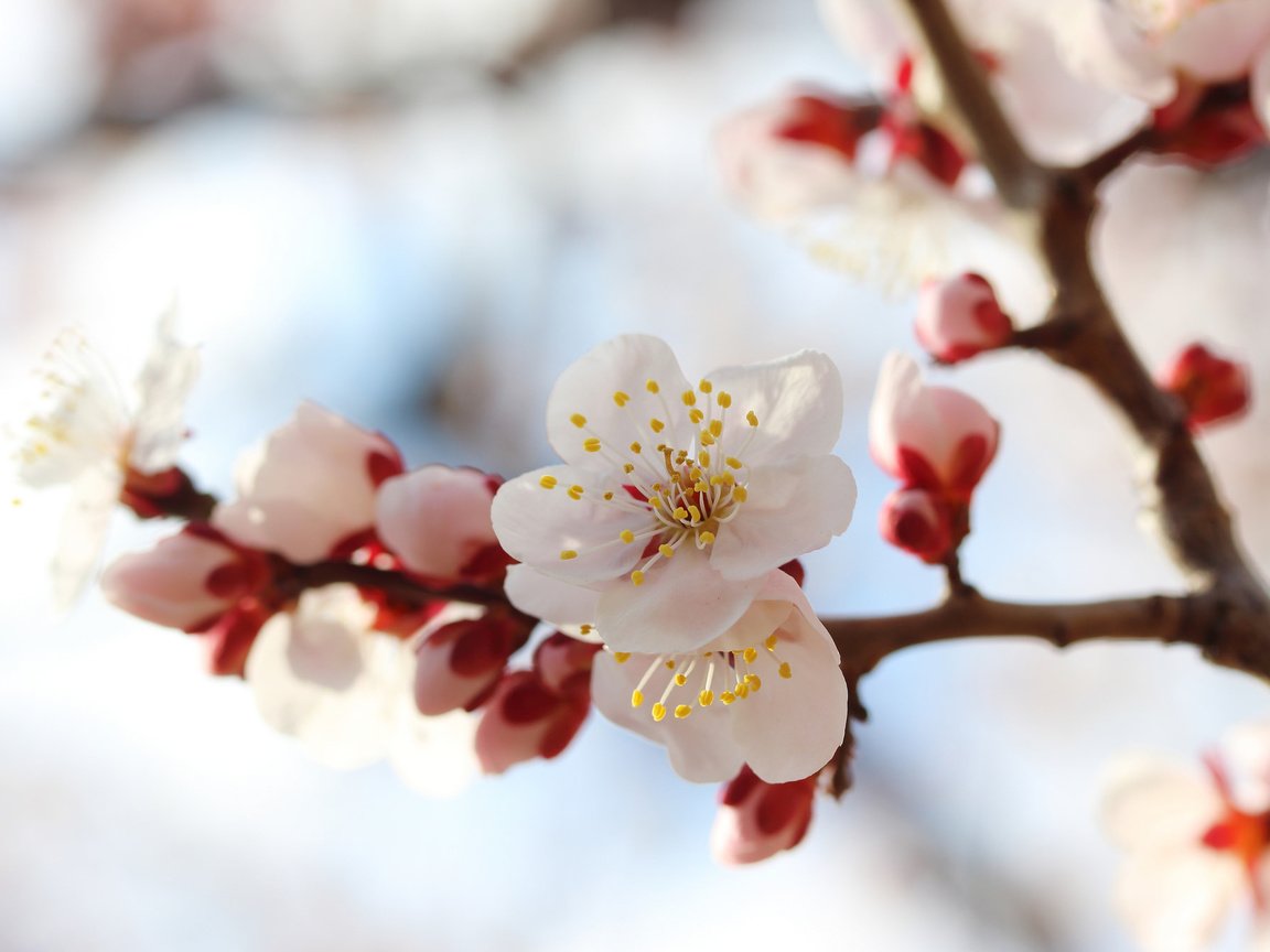 Обои ветка, цветение, весна, branch, flowering, spring разрешение 2048x1347 Загрузить